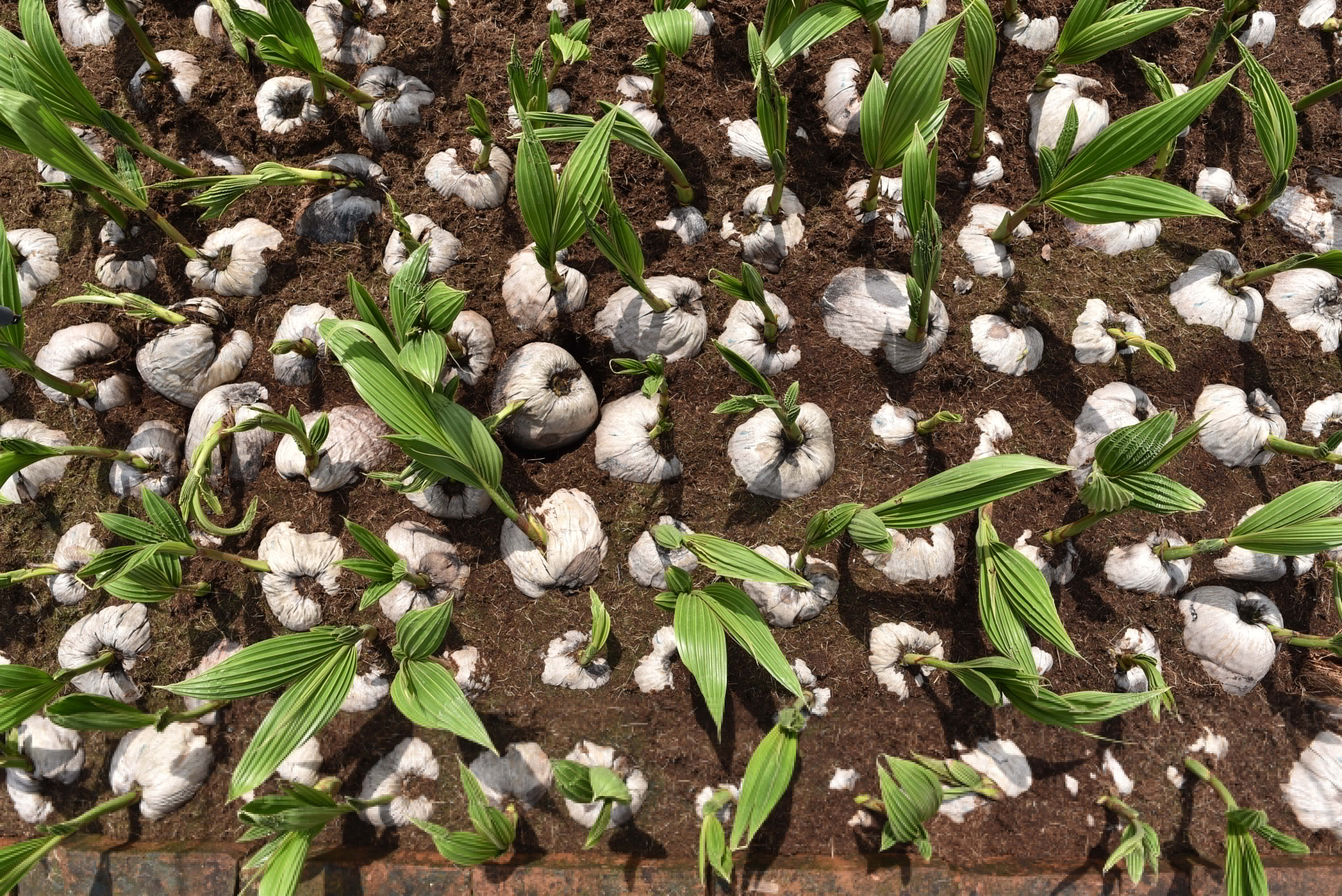 Error al cargar imagen