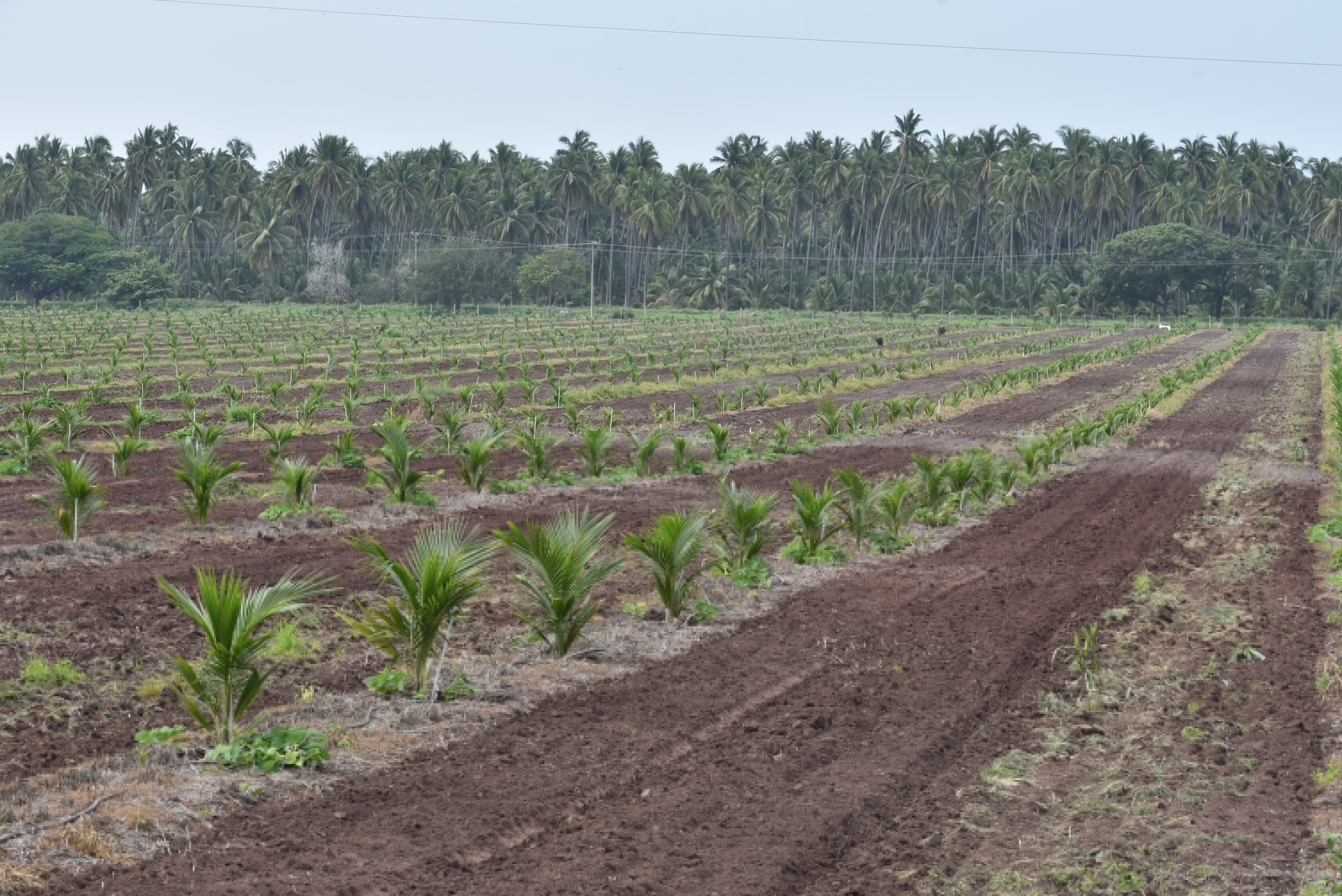 Error al cargar imagen